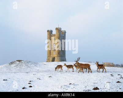 Eine Herde von Hirschen gehen vorbei an Broadway Tower im Schnee, eine Torheit, gebaut wie eine Burg, die hoch in den cotswolds Stockfoto