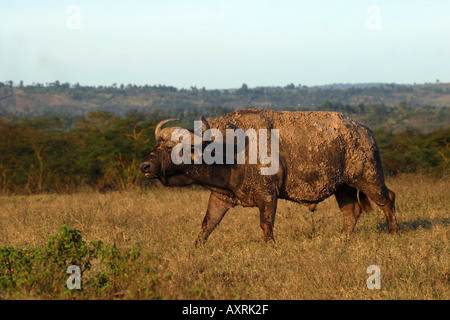Afrikanischer Büffel Stier Syncerus caffer Stockfoto