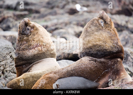 Otaria Flavescens, Maehnenrobben, Seelöwen, Stockfoto