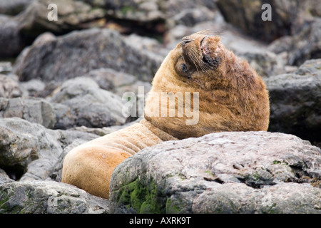 Otaria Flavescens, Maehnenrobben Stockfoto