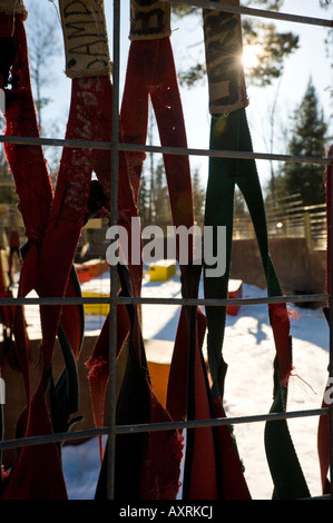 SLED DOG GURTE HÄNGEN IN DER DOG KENNEL WINTERGREEN LODGE MINNESOTA Stockfoto