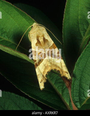 Winkel-Farbtöne Phlogophora Meticulosa Motte Stockfoto