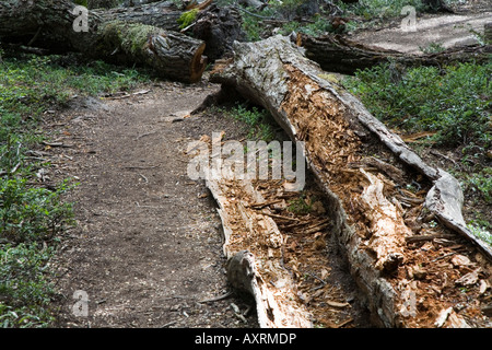umgestürzter Baum auf dem Weg zur Fußwallfahrt Bay, Nationalpark Tierra Del Fuego Stockfoto