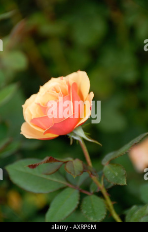 Über Gesicht Rose Stockfoto