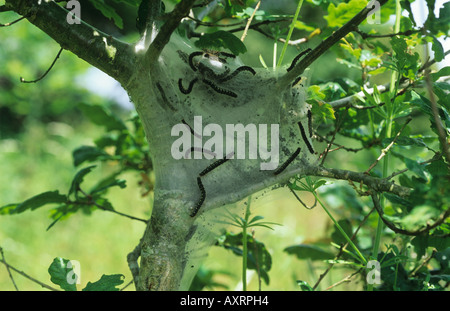 Kleinen Eggar Motte Eriogaster Lanestris Raupen auf Zelt nisten in einer Eiche gebaut Stockfoto