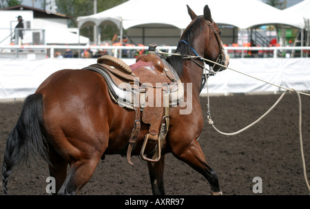 KALB ROPING; die gut ausgebildeten Pferd Stockfoto