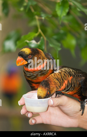 Orange Phase Dusky Lory Pseudos fuscata trinkt Nektar aus der Hand im Lowry Park Zoo Tampa FL USA Stockfoto