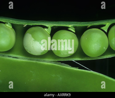 Erbse Thrips Kakothrips Pisivorus Schäden an Erbsen in der Schote Stockfoto