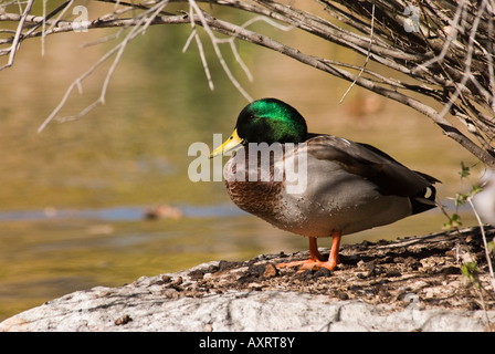 Stockente auf Felsen Stockfoto