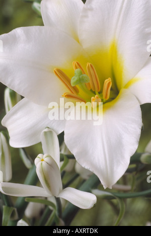 Lilium regale 'Album' (königliche Lilie) und Albuca Nelsonii (Natal Albuca) Stockfoto