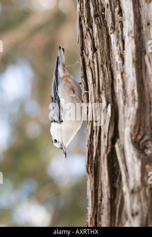 Weißen Brüsten Kleiber Stockfoto