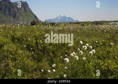 Moor-Baumwolle oder Hares Schweif Wollgras Wollgras vaginatum Stockfoto