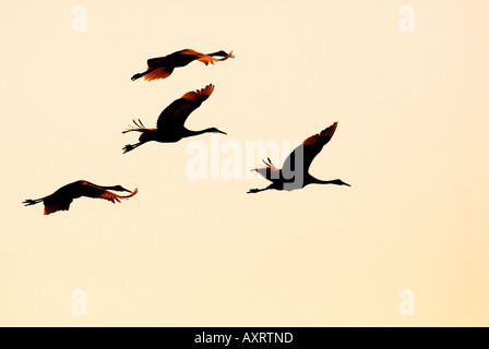 Rot gekrönt Kran Grus Japonensis Gruppe im Flug fliegen Sonnenuntergang Insel Hokkaido Japan Japan Stockfoto