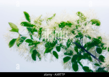 Chionanthus virginicus Stockfoto