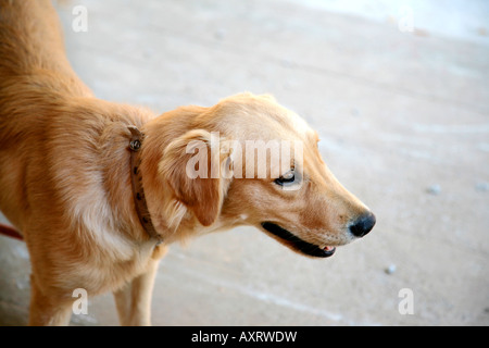 Ein golden Retriever Hund Stockfoto