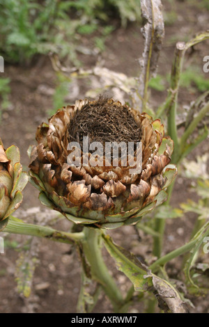 Saatgut - LEITER DER CYNARA CARDUNCULUS. CARDOON. Stockfoto