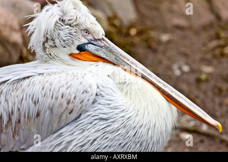 Krauskopfpelikan Stockfoto