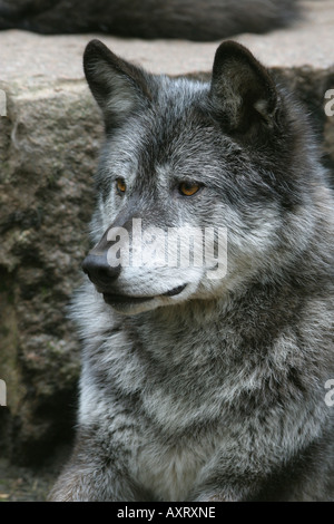 Grauer Wolf - Canis Lupus nubilus Stockfoto