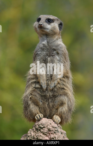 Männliche Merkat Erde auf der Suche nach Feinden - Suricata suricatta Stockfoto