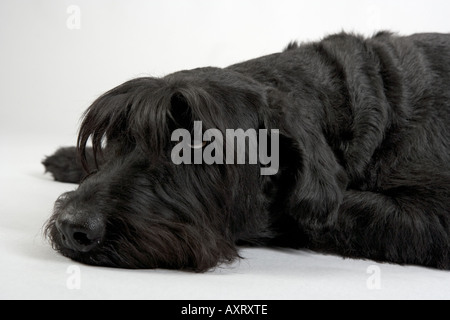 Riesenschnauzer, am Boden liegend Stockfoto