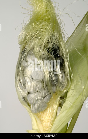 Mais smut Ustilago maydis auf Mais- oder Maiskolben mit schwarzen smutted Korn Stockfoto