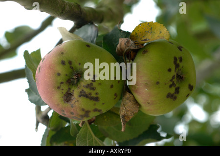 Apfelschorf Venturia Inaequalis Infektion auf Bramley Äpfel kochen Stockfoto