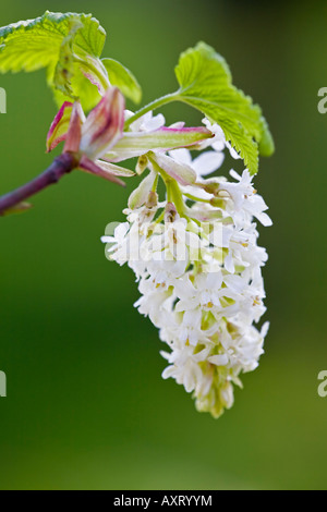 Ribes Sanguineum weiße Eiszapfen Stockfoto