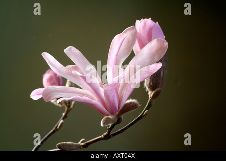 MAGNOLIA X LOEBNERI LEONARD MESSEL AGM Stockfoto