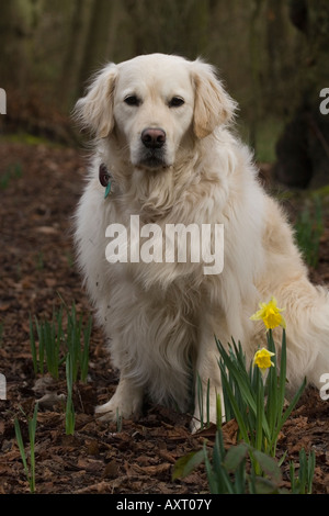 Golden Retriever in Wäldern mit Feder Narzissen Stockfoto