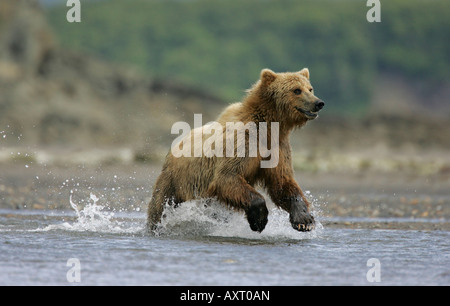 Ein Alaska braun oder Grizzly, jagt Bären laichen Lachse in Katmai-Halbinsel, Alaska, USA. Stockfoto