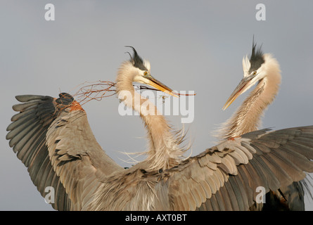 Ein Great Blue Heron präsentiert einen Zweig zu seinem Kumpel im Nest, Venice, Florida, USA Stockfoto