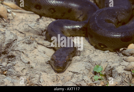 Anakonda Eunectes Murinus Los Llanos Venezuela Stockfoto