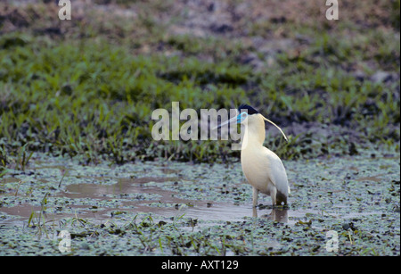 Angeschnittene Ärmel Heron Pilherodius Pileatus Los Llanos Venezuela Stockfoto