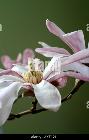 MAGNOLIA X LOEBNERI LEONARD MESSEL AGM Stockfoto