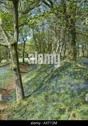 Frühling-Glockenblumen schmücken Blackbury Camp, einem alten Burgberg in der Nähe von Seaton im Südosten Devon Stockfoto