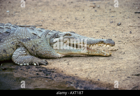 Orinoco Krokodil Crocodylus Intermedius Los Llanos Venezuela Stockfoto