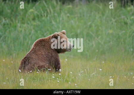 Eine Nahaufnahme portrait einer Alert grizzly Bär starrte angestrengt an der Fotograf beim Essen in einem feuchten Segge Wiese in der Nähe hallo Bay, Alaska. Stockfoto