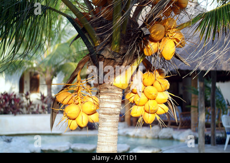 Playa Del Carmen Baum mit Kokosnüssen in Sonne Stockfoto