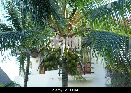 Playa Del Carmen Baum mit Kokosnüssen in Sonne Stockfoto