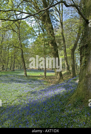 Frühling-Glockenblumen schmücken Blackbury Camp, einem alten Burgberg in der Nähe von Seaton im Südosten Devon Stockfoto