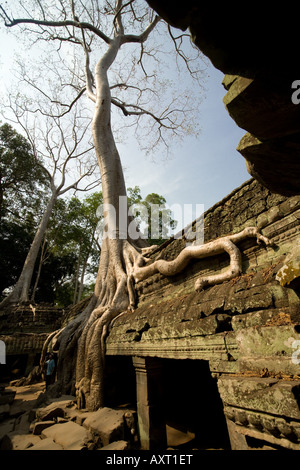 Ein riesiger Baum Kapok überragt Ta Prohm Tempel in Kambodscha Stockfoto