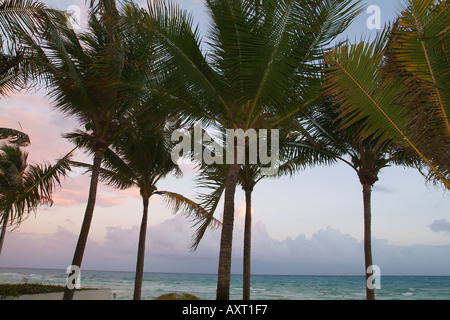 Playa Del Carmen Palm Trees mit Kokosnüssen und Sonnenuntergang am Strand Stockfoto