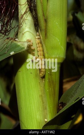 Corn Earworm oder Baumwolle Bollworm Helicoverpa Armigera Fütterung auf Maispflanze Thailand Stockfoto