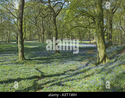 Frühling-Glockenblumen schmücken Blackbury Camp, einem alten Burgberg in der Nähe von Seaton im Südosten Devon Stockfoto