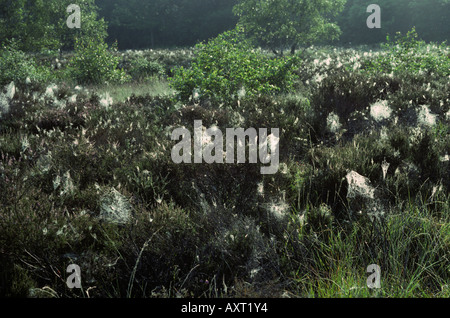 Spinnen-Webs auf Heidekraut bedeckt mit frühen Morgentau Hampshire Heide Stockfoto