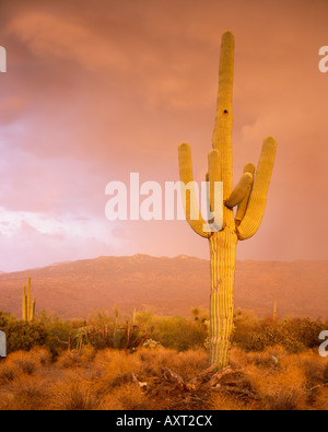 Weitergabe Sturm Zelle während der Monsunzeit im Saguaro National Park, Arizona. Stockfoto