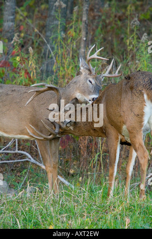 White-tailed Buck (Odocoileus Virginianus) pflegen einander Stockfoto