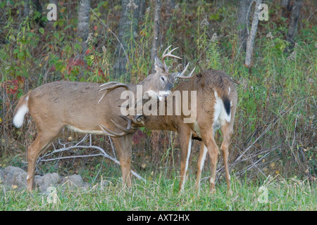 White-tailed Buck (Odocoileus Virginianus) pflegen einander Stockfoto
