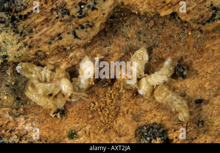 Termiten Reticulitermes Flavipes getötet durch ein pathogener Pilz Metarhizum spp Stockfoto