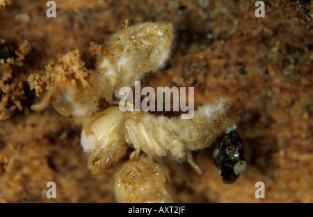 Termiten Reticulitermes Flavipes getötet durch ein pathogener Pilz Metarhizum spp Stockfoto